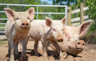 Bowland Wild Boar Park