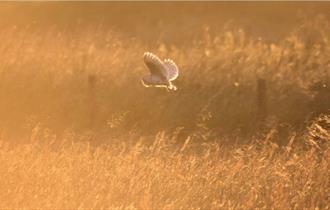 Bat and Barn Owl Nights