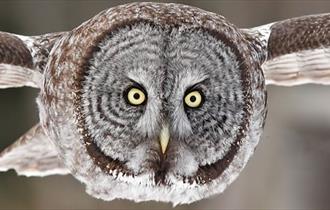Lancashire Hawks and Owls at Clitheroe Castle