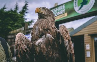 Cheshire Falconry