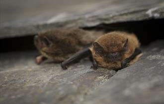 Brockholes Family Bat Walk