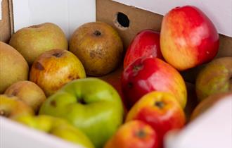 Apple Day at Leighton Hall