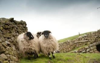 dalesbred sheep