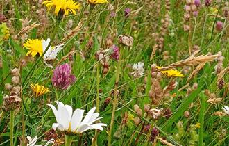 A meadow filled with white, yellow and purple flowers.