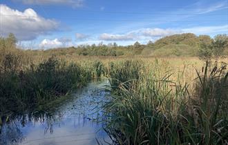 Heysham Nature Reserve.  Copyright Alan Wright.
