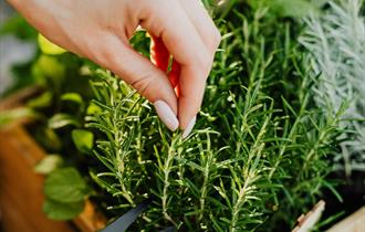 Grow your own herbs