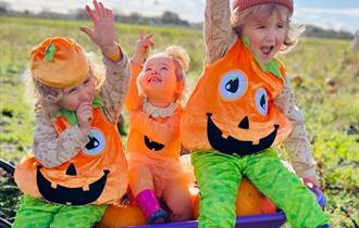 The Pumpkin Picking Adventure at Windmill Animal Farm