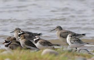 RSPB Fairhaven