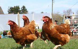 The Farm, Burscough - Farm Shop