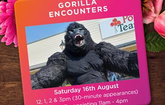 Gorilla Encounters with Face Painting