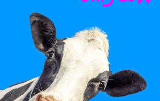 KATIE HOPKINS 'SILLY COW'