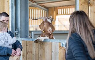 A ram greets and enthralls visitors at the farm.