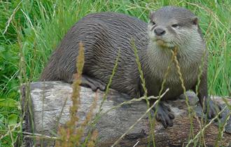 Otter at Wild Discovery