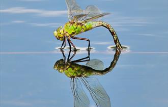 Dragonfly Festival