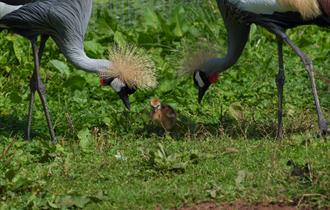 Wildlife Photography Workshop at WWT Martin Mere
