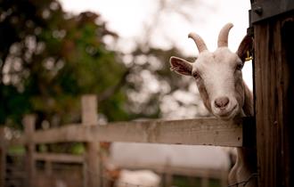 Ridgeway Farm