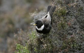 Male ring ouzel bird on heather.