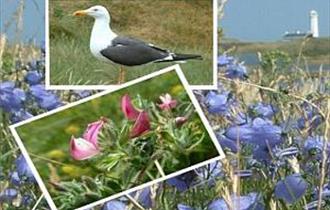 South Walney Nature Reserve