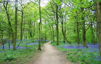 Spring Wood Picnic Site & Access For All Trail