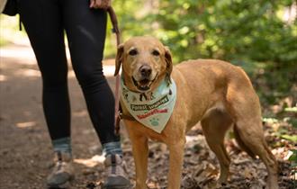Forest Walkies with Wallace & Gromit