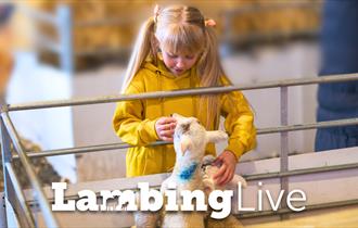 Lambing Live at Mrs Dowsons Farm Park
