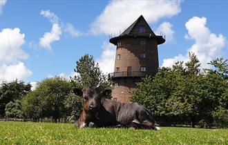 Windmill on the Farm