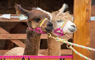 Lowlands Farm Alpacas