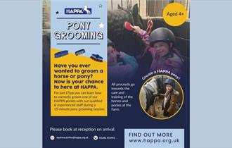 Pony Grooming at HAPPA