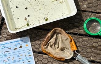 Pond Dipping at Brockholes