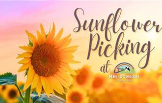 General Admission and Sunflower Picking