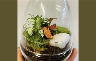 Jurassic Egg Terrarium at Holden Clough (family-friendly)