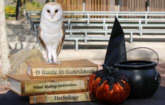 Blackpool Zoo's Wizarding Wildlife School