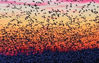 North West Bird Watching Festival 2025