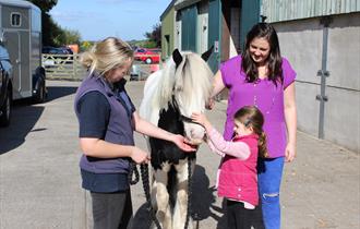 Horse at World Horse Welfare Penny Farm