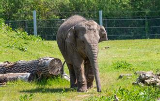 Elephants