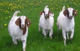 Cockerham Boers Farm