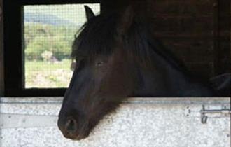 Braedens Pony Trekking Centre