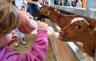 General admission and Calf Feeding at Mrs Dowsons