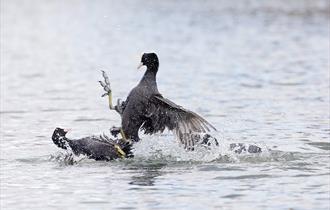 Wildlife Photography Workshop at WWT Martin Mere