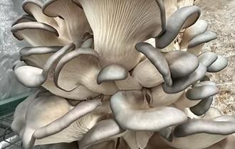 Mushroom Talk, Tasting & Growing Workshop