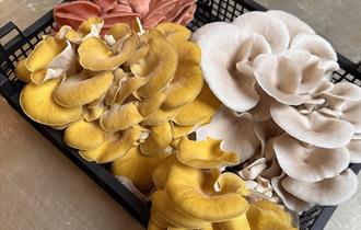 Mushroom Talk, Tasting & Growing Workshop at Holden Clough