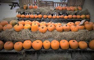 Bowland Wild Boar Park Spooktacular