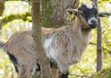 Bowland Wild Boar Park