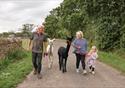 The Alpaca Walking Experience