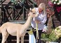 Lowlands Farm Alpacas