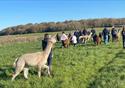 Lowlands Farm Alpacas