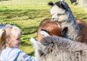 The Alpaca Walking Experience