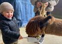 Lowlands Farm Alpacas