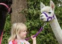 The Alpaca Walking Experience