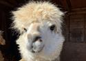 Lowlands Farm Alpacas